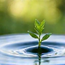 Goccia d'acqua con germoglio